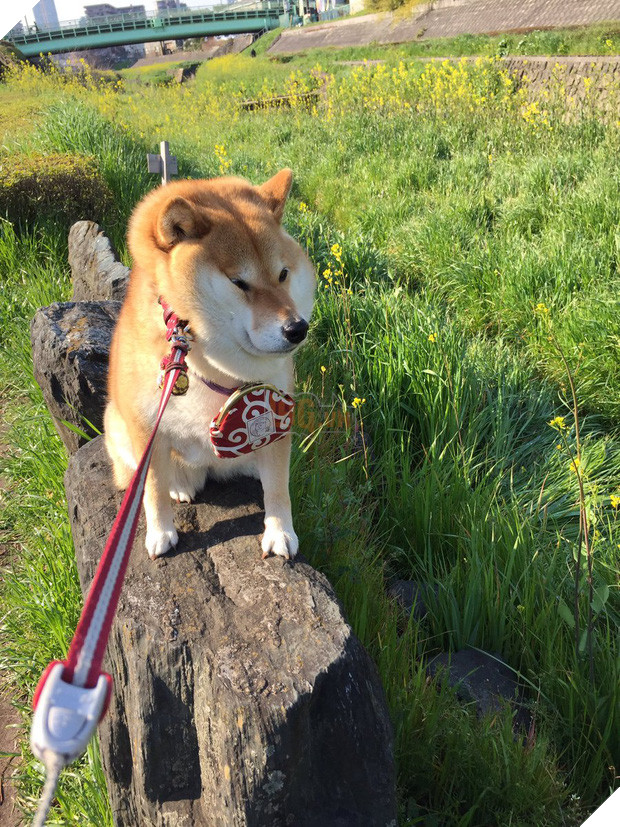 Nàng cún Shiba lầy lội: đã ra đường là không bao giờ chịu về nhà - Ảnh 5.