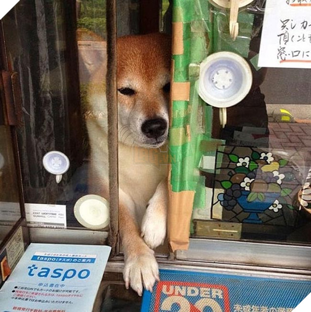 chú chó shiba bán hàng nổi tiếng tại nhật bản