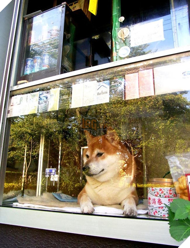chú chó shiba bán hàng nổi tiếng tại nhật bản
