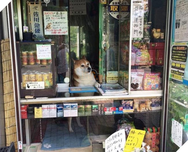 chú chó shiba bán hàng nổi tiếng tại nhật bản