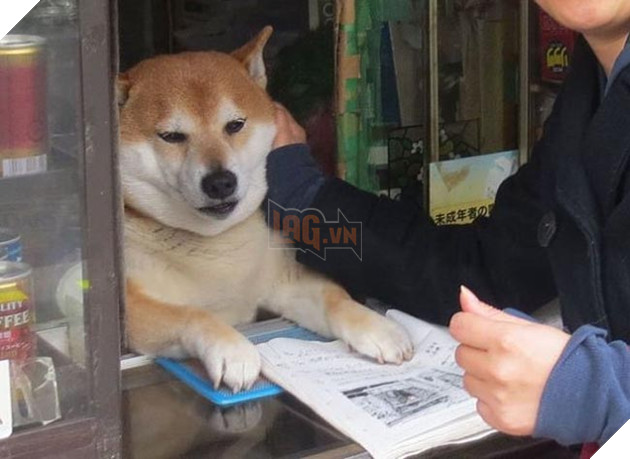 chú chó shiba bán hàng nổi tiếng tại nhật bản