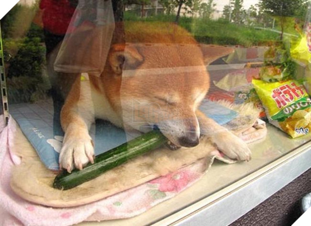 chú chó shiba bán hàng nổi tiếng tại nhật bản