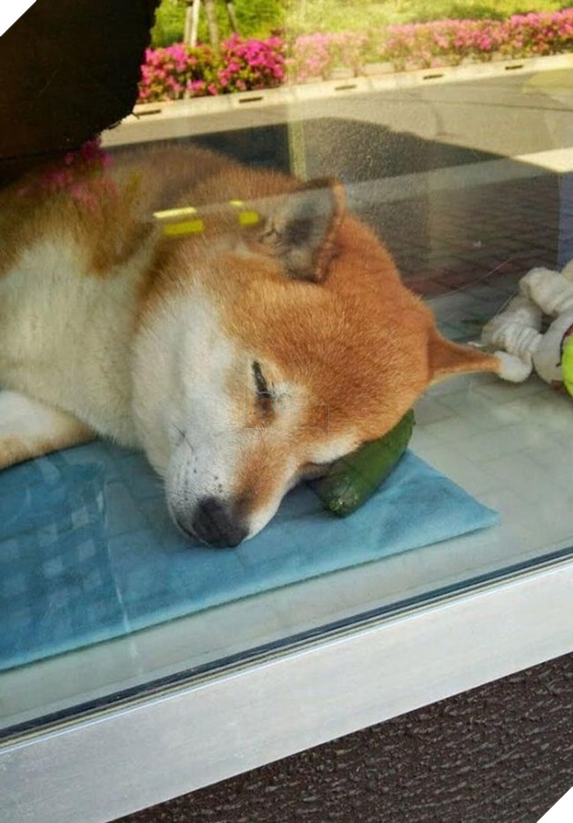 chú chó shiba bán hàng nổi tiếng tại nhật bản