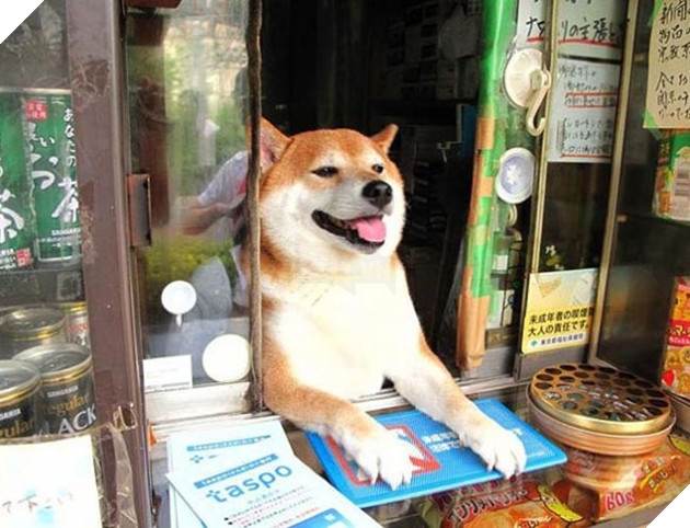 chú chó shiba bán hàng nổi tiếng tại nhật bản