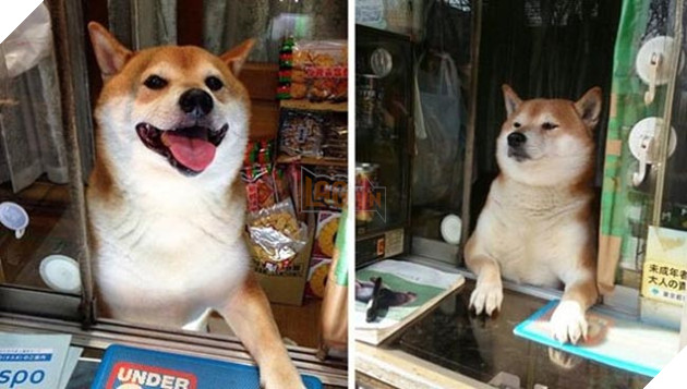 chú chó shiba bán hàng nổi tiếng tại nhật bản