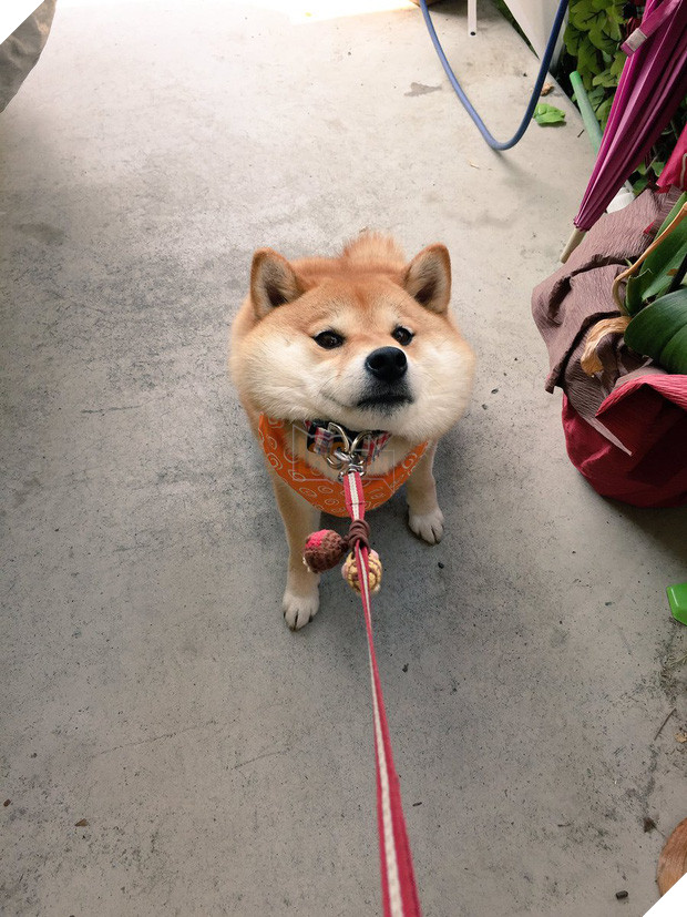 Nàng cún Shiba lầy lội: đã ra đường là không bao giờ chịu về nhà - Ảnh 1.