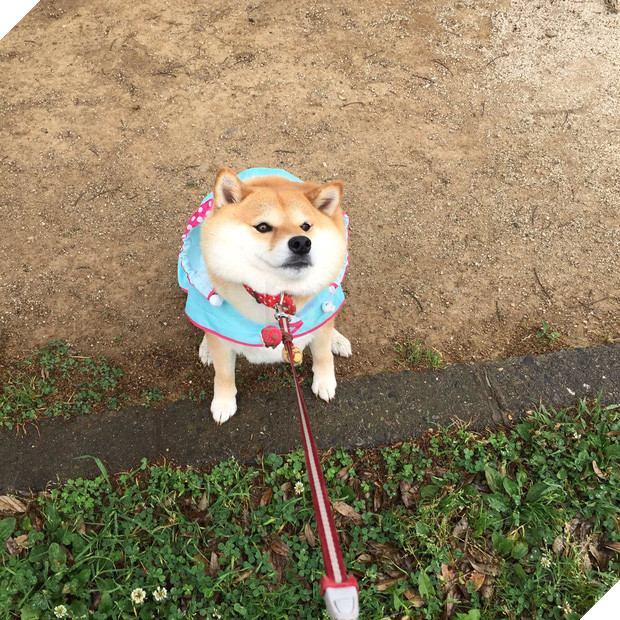 Nàng cún Shiba lầy lội: đã ra đường là không bao giờ chịu về nhà - Ảnh 8.