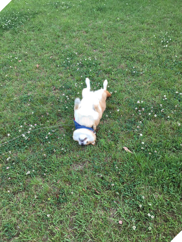 Nàng cún Shiba lầy lội: đã ra đường là không bao giờ chịu về nhà - Ảnh 11.