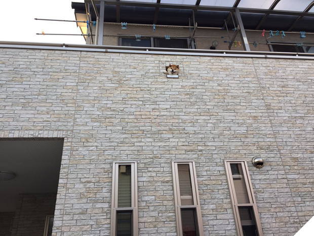 Nàng cún Shiba lầy lội: đã ra đường là không bao giờ chịu về nhà - Ảnh 18.