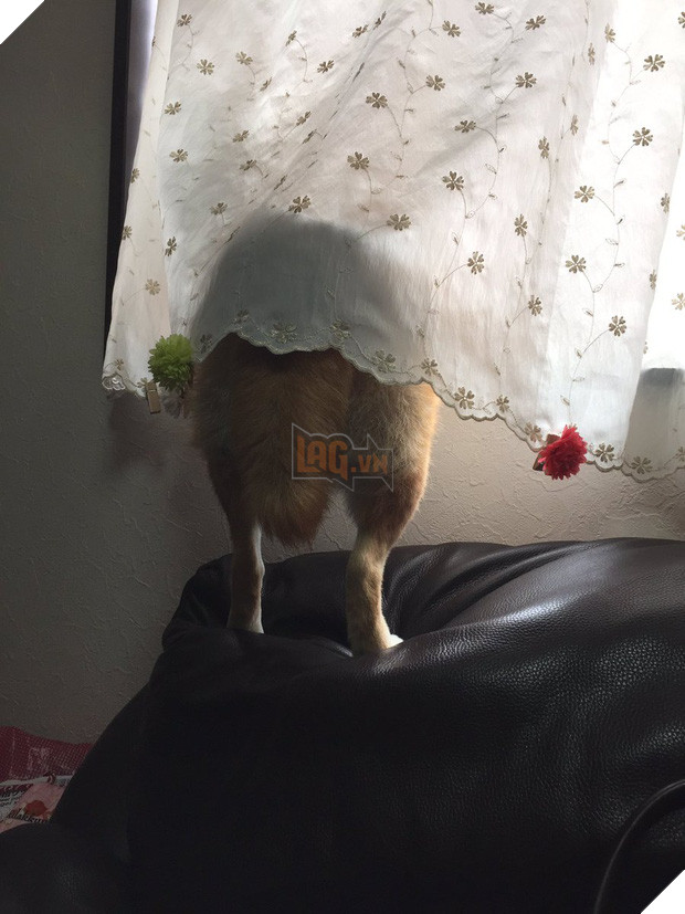 Nàng cún Shiba lầy lội: đã ra đường là không bao giờ chịu về nhà - Ảnh 16.