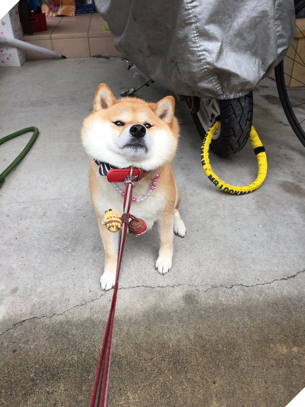 Nàng cún Shiba lầy lội: đã ra đường là không bao giờ chịu về nhà - Ảnh 12.