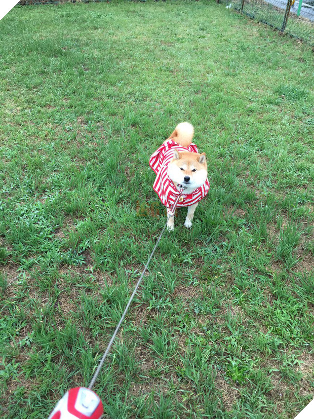 Nàng cún Shiba lầy lội: đã ra đường là không bao giờ chịu về nhà - Ảnh 13.