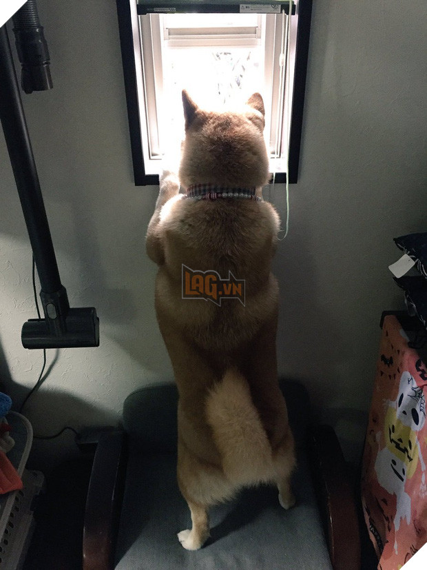 Nàng cún Shiba lầy lội: đã ra đường là không bao giờ chịu về nhà - Ảnh 17.