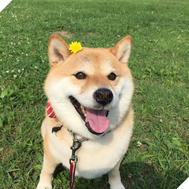 Nàng cún Shiba lầy lội: đã ra đường là không bao giờ chịu về nhà - Ảnh 3.