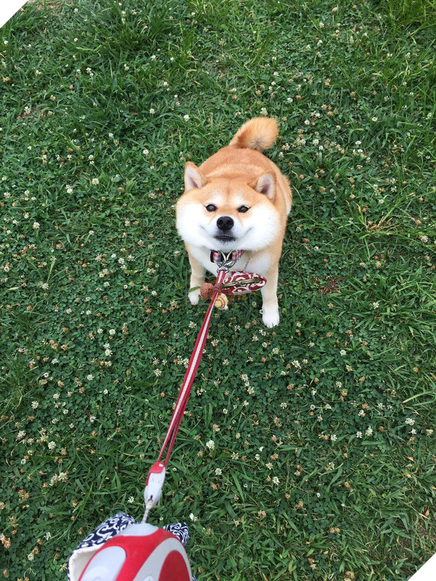 Nàng cún Shiba lầy lội: đã ra đường là không bao giờ chịu về nhà - Ảnh 6.