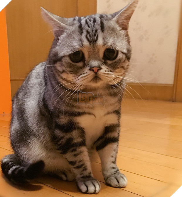 Khi boss nhà bạn chẳng may có đôi mắt buồn và gương mặt ngây thơ vô tội - Ảnh 2.