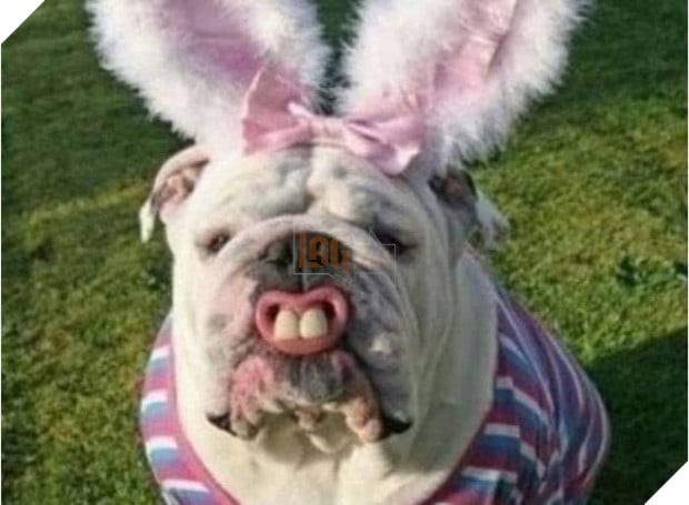 17 tiết mục cosplay khiến hội thú cưng ghét cay, ghét đắng chủ nhân - Ảnh 1.