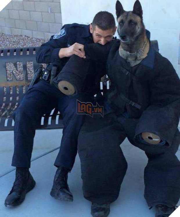 17 tiết mục cosplay khiến hội thú cưng ghét cay, ghét đắng chủ nhân - Ảnh 5.