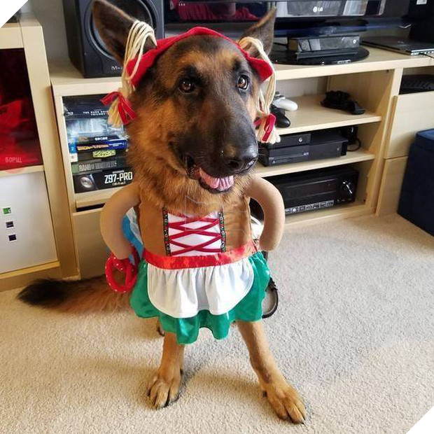 17 tiết mục cosplay khiến hội thú cưng ghét cay, ghét đắng chủ nhân - Ảnh 9.