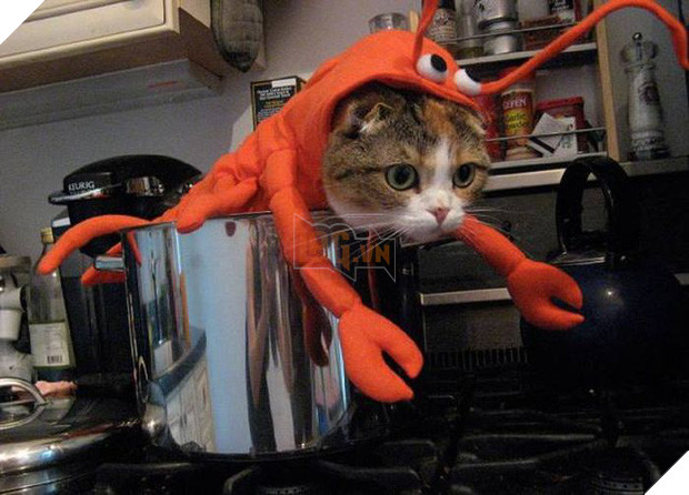 17 tiết mục cosplay khiến hội thú cưng ghét cay, ghét đắng chủ nhân - Ảnh 21.