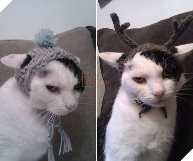 17 tiết mục cosplay khiến hội thú cưng ghét cay, ghét đắng chủ nhân - Ảnh 3.