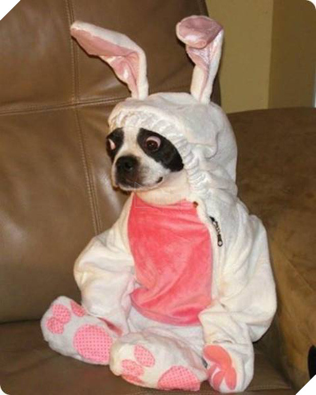 17 tiết mục cosplay khiến hội thú cưng ghét cay, ghét đắng chủ nhân - Ảnh 23.