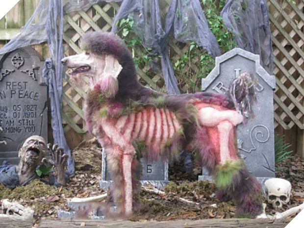 17 tiết mục cosplay khiến hội thú cưng ghét cay, ghét đắng chủ nhân - Ảnh 33.