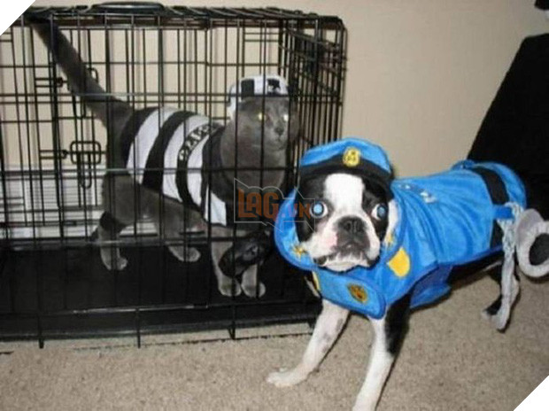 17 tiết mục cosplay khiến hội thú cưng ghét cay, ghét đắng chủ nhân - Ảnh 13.