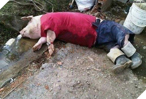 17 tiết mục cosplay khiến hội thú cưng ghét cay, ghét đắng chủ nhân - Ảnh 17.