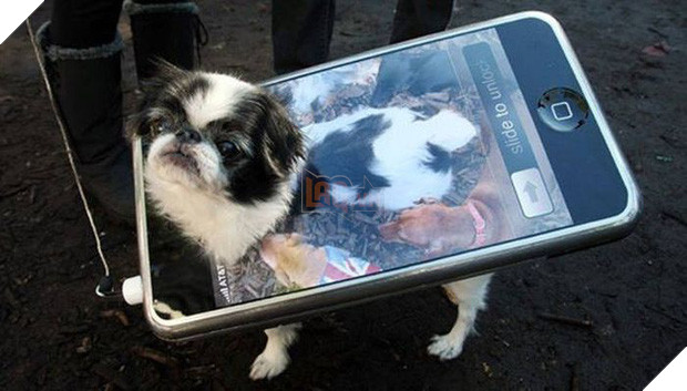 17 tiết mục cosplay khiến hội thú cưng ghét cay, ghét đắng chủ nhân - Ảnh 15.