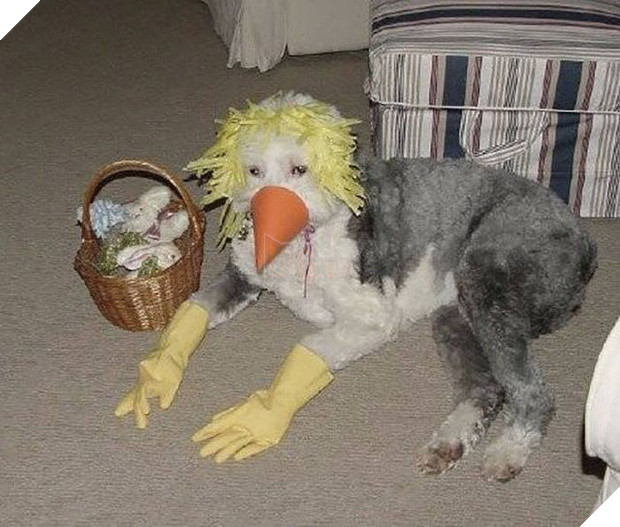 17 tiết mục cosplay khiến hội thú cưng ghét cay, ghét đắng chủ nhân - Ảnh 29.