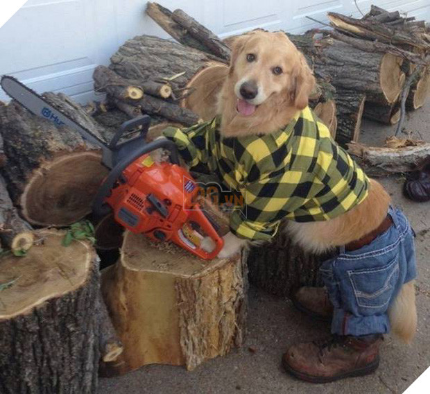 17 tiết mục cosplay khiến hội thú cưng ghét cay, ghét đắng chủ nhân - Ảnh 7.