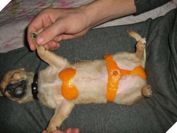 17 tiết mục cosplay khiến hội thú cưng ghét cay, ghét đắng chủ nhân - Ảnh 25.