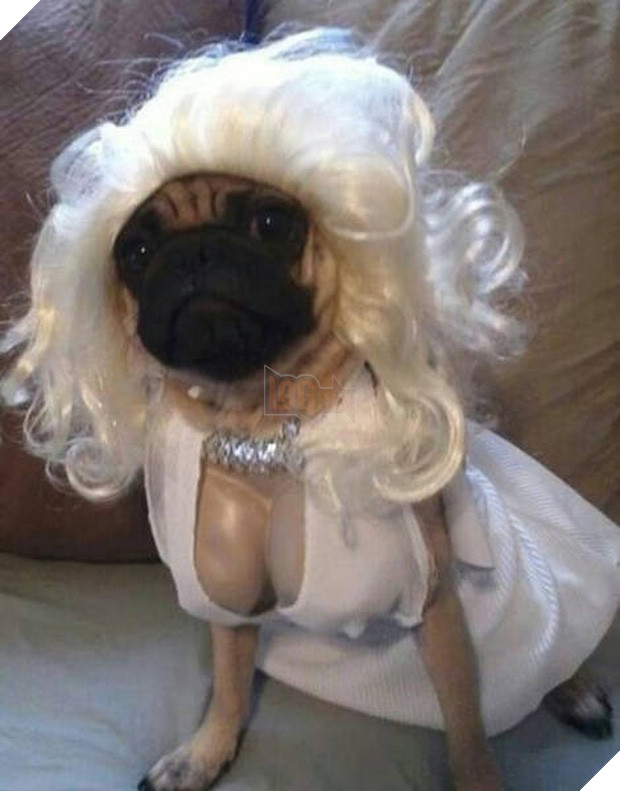 17 tiết mục cosplay khiến hội thú cưng ghét cay, ghét đắng chủ nhân - Ảnh 27.