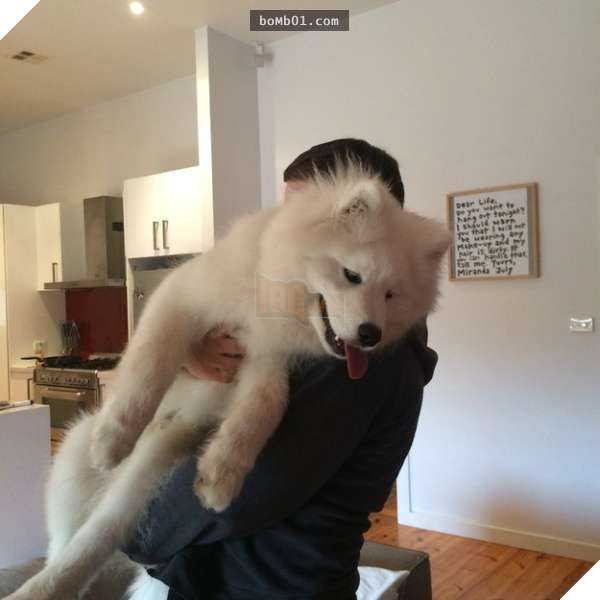 22 bức ảnh ấm áp giải thích vì sao bạn nên nuôi chó ngay bây giờ, #4 cùng chủ nhân đi khắp thế gian 19