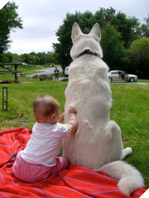 22 bức ảnh ấm áp giải thích vì sao bạn nên nuôi chó ngay bây giờ, #4 cùng chủ nhân đi khắp thế gian 22