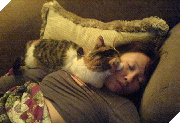 mèo đáng yêu nhưng chảnh 