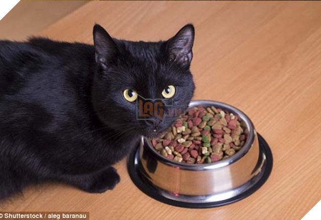 mèo đáng yêu nhưng chảnh 