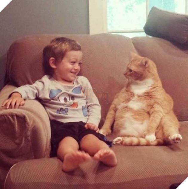 mèo đáng yêu nhưng chảnh 