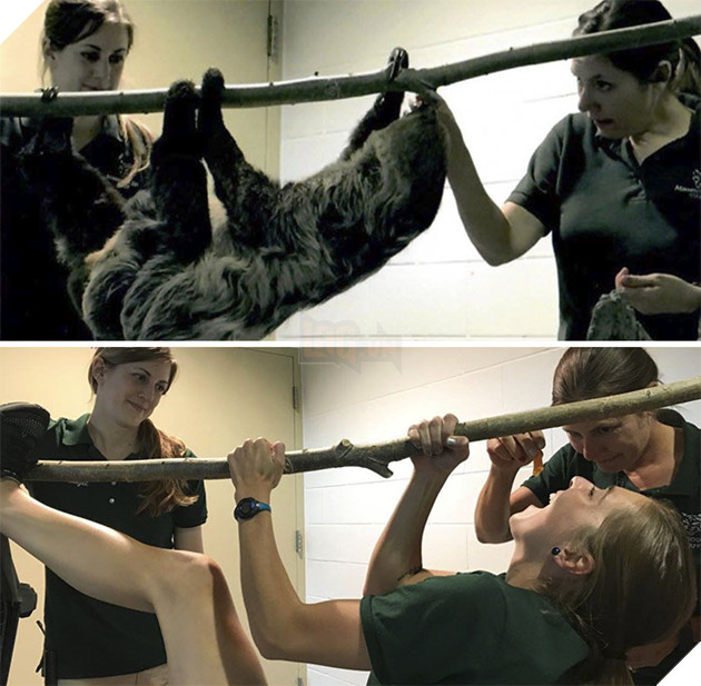 Zookeepers As Animals