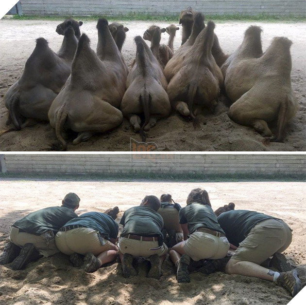 Zookeepers As Animals