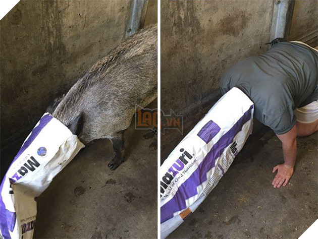 Zookeepers As Animals