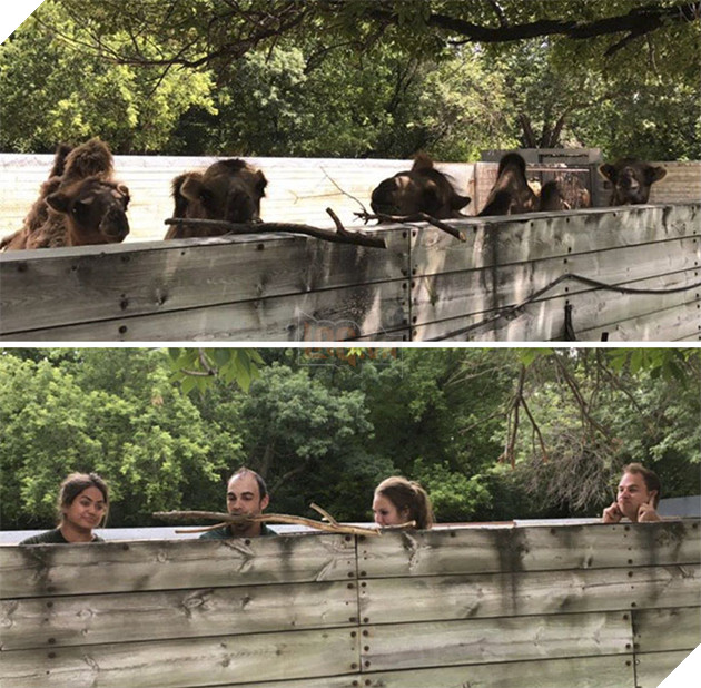 Zookeepers As Animals