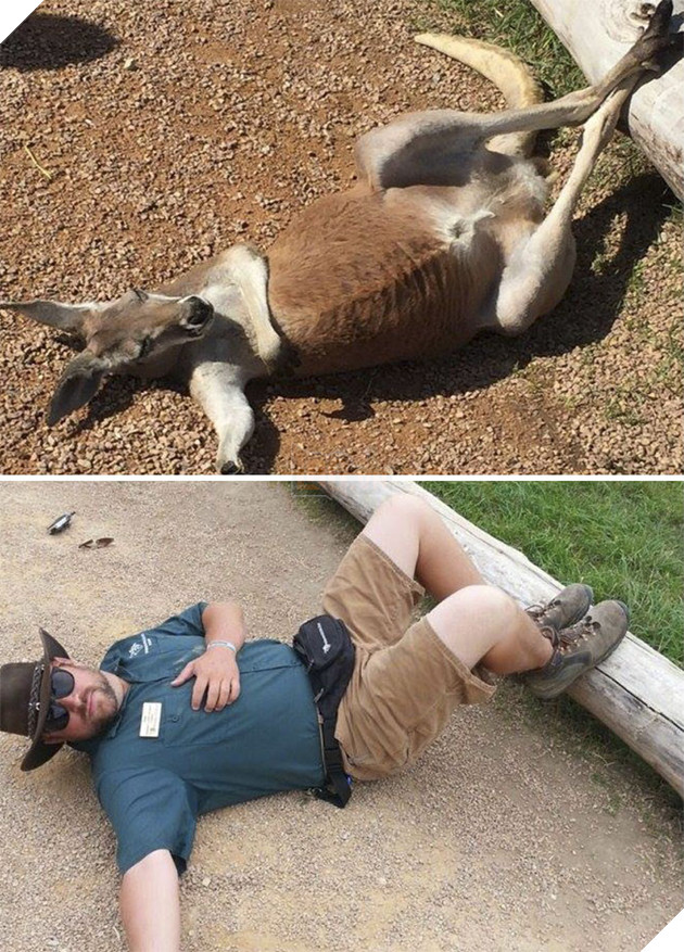 Zookeepers As Animals