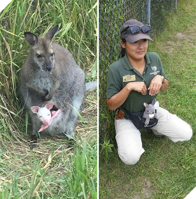 Zookeepers As Animals