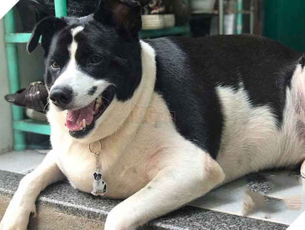 chú chó béo nhất sài gòn
