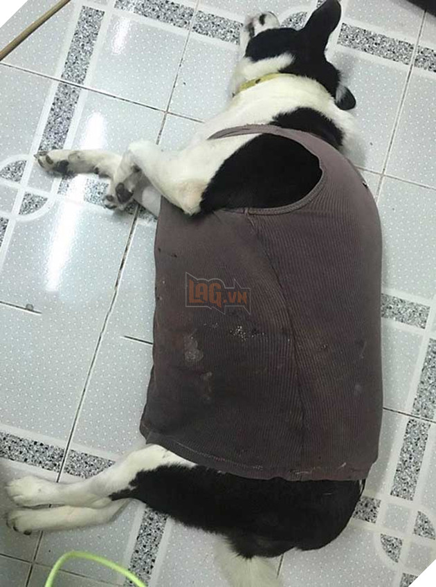 chú chó béo nhất sài gòn