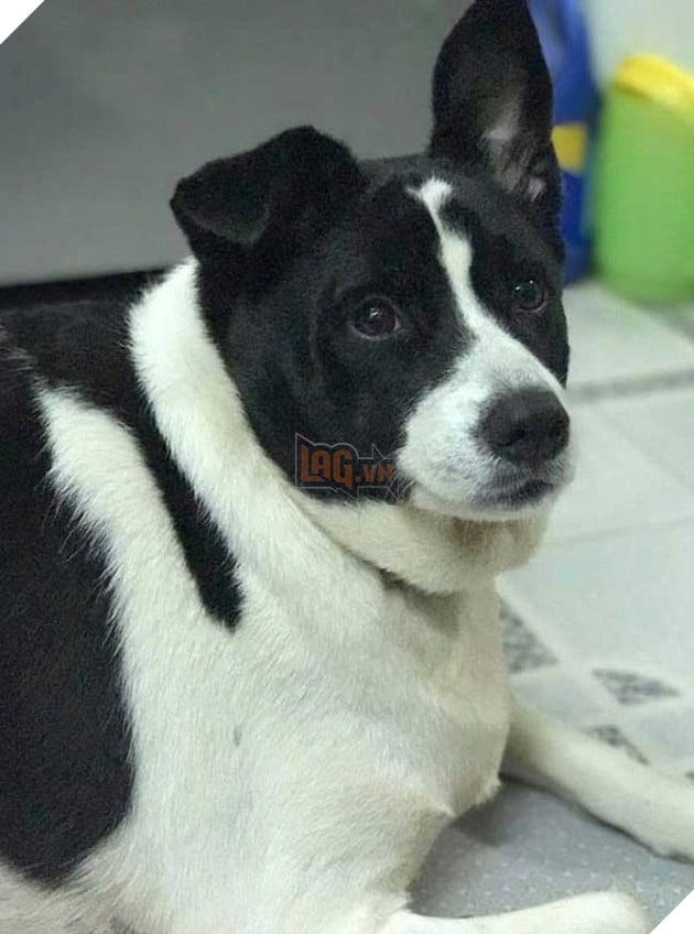 chú chó béo nhất sài gòn