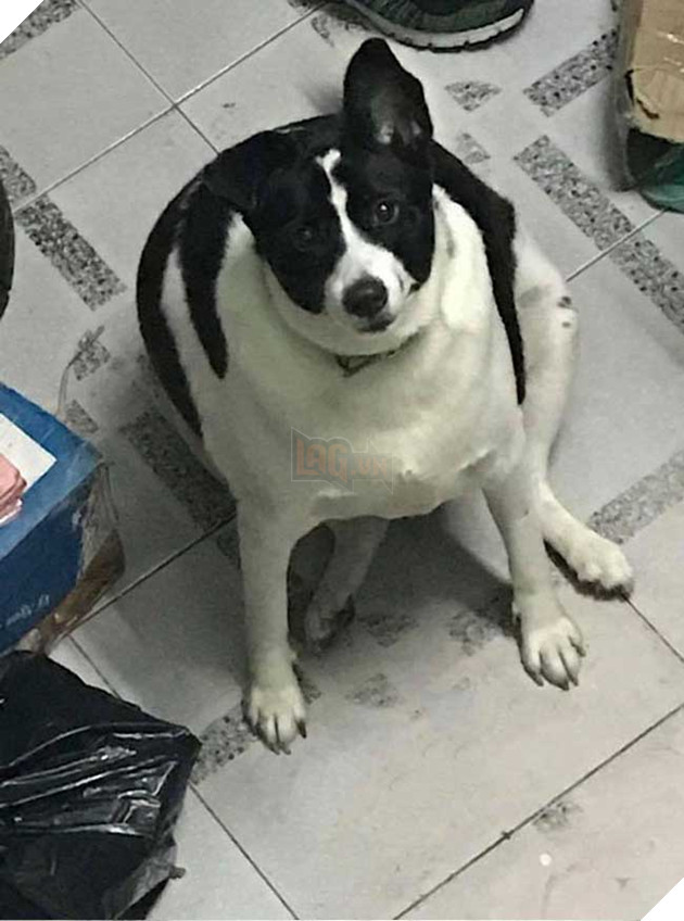 chú chó béo nhất sài gòn