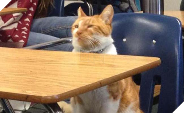 chú mèo nối tiếng vì chăm chỉ đến lớp và được cấp thẻ học sinh